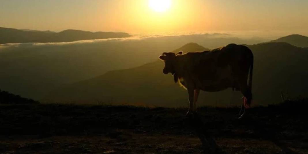 Doğaseverler ve fotoğraf tutkunları buraya bayılıyor! Denizden tam 1815 metre yükseklikte: Sis denizi manzarası eşsiz… 6